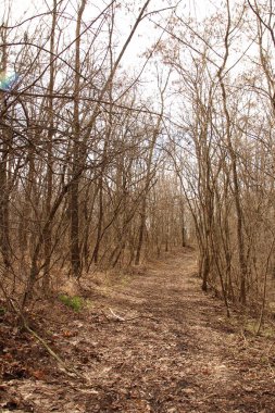 İlkbaharda ağaçlı orman