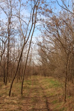 Sabahın erken saatlerinde kırsal alanda güzel bir bahar manzarası..