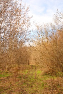 Güzel bir manzara Ağacı ve mavi gökyüzü