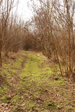 İlkbaharda bir ağaç tarlası