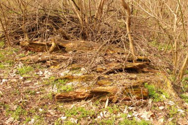 Eski evin ormanı. Doğa kavramı, Dünya 'nın çevrenin korunması.