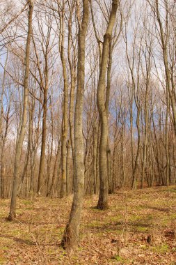Ağaçlar ve yapraklarla dolu güzel orman manzarası.
