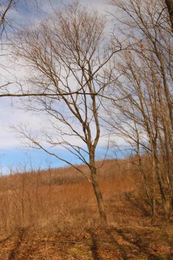 Ormanda sonbahar ağaçları