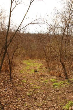 Parktaki güzel orman