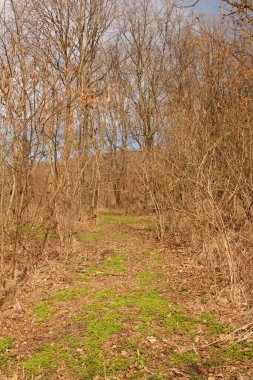 Yeşil bir ormanda bir patika