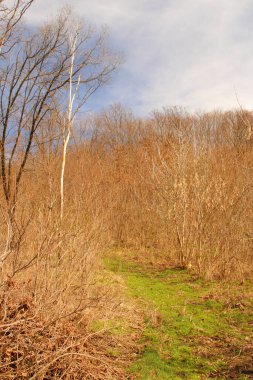 Kuru zeminde kuru otlar