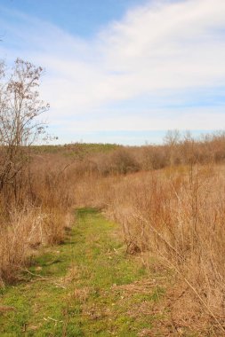 Sonbahar ormanında kuru bataklık ve ağaçlar.