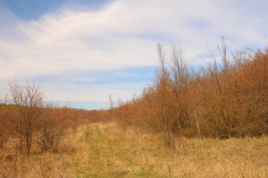 Ağaçlar ve yapraklarla dolu sonbahar ormanı