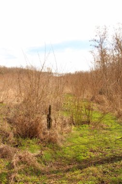 Güneşli bir gün ormanda bahar