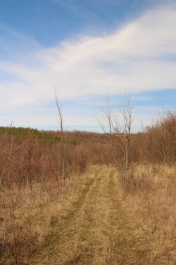 İsrail eyaletinin kuzeyindeki bir ormanın manzarası