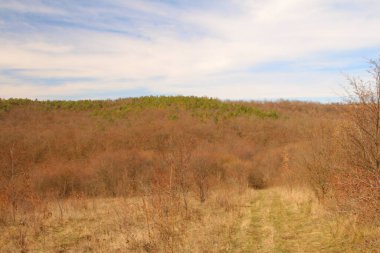 Rusya 'daki sonbahar ormanı, sonbahar ormanı.