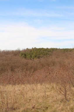 Ölü ağaçların ormanı.