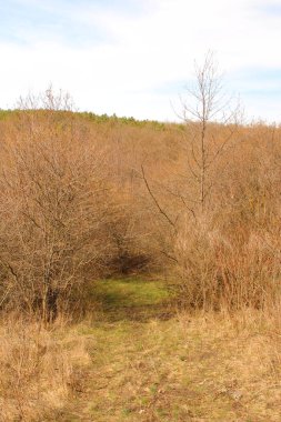 Ormanda bir ağaçla sonbahar manzarası