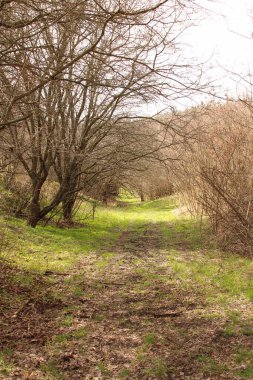 Parkta güzel bahar çiçekleri