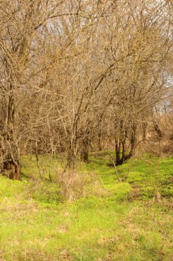 Ormandaki yeşil çimenler