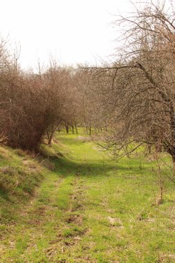 Yeşil bir ormanın bahar manzarası, ağaçlar ve çalılar