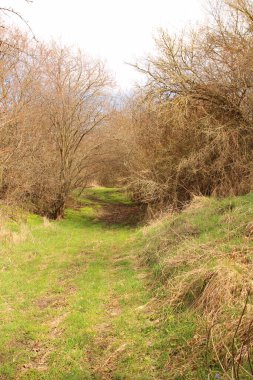 Güzel manzara. doğa arkaplanı