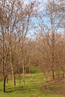 Doğa üzerine güzel bir park. Doğa