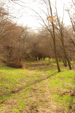 Sabah bir ormanın güzel manzarası