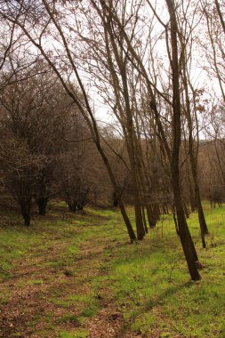 Ormanda yeşil ağaçlar