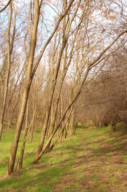 ormanda güzel ağaçlar