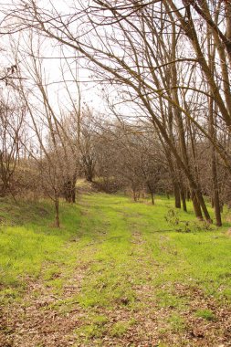 Ormandaki ağaçlar, bitki örtüsü ve doğa ortamı