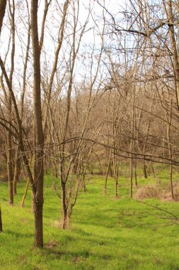 Bahar ağaçları Park