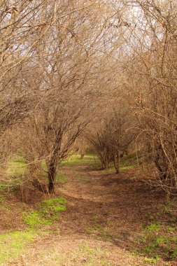 Güzel bir orman manzarası.