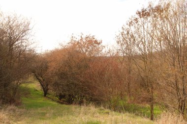 Ağaçlar ve yapraklarla dolu güzel sonbahar manzarası