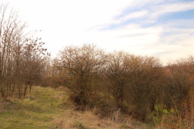 Ağaçları ve yeşil otları olan güzel bir manzara.