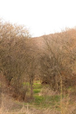 Ormanda sonbahar ağaçları