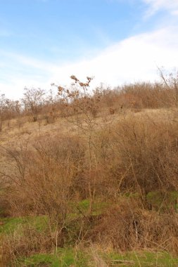 Kırsaldaki tepede kuru ağaçlar..