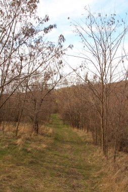 Sonbaharda eski ormanın yolu