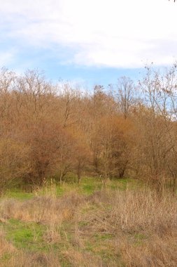 Sonbahar Orman ve ağaç