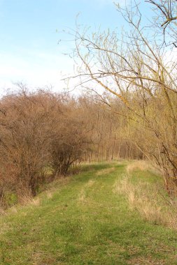 Baharın erken saatlerinde parkta bir patika.