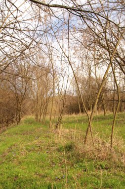 Ormanda yeşil çimenler