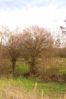 Parkta bir ağaçla sonbahar manzarası