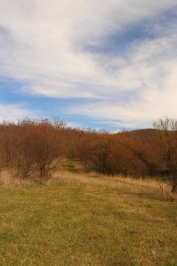 Ormanın güzel manzarası