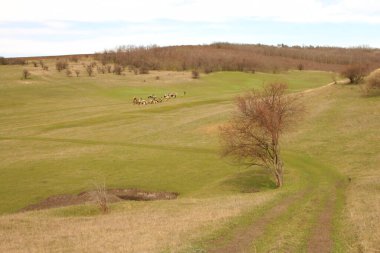 bir yolu ve tarlası olan bahar manzarası
