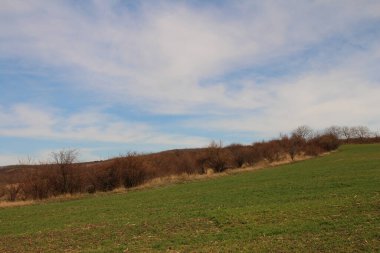 Güneşli bir günde güzel bir orman görüntüsü.