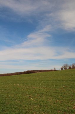 bir buğday tarlası ve arka planda bir ağaç.