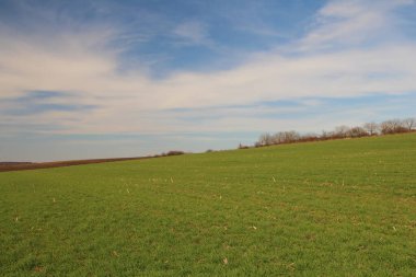 Çimen tarlası ve mavi gökyüzü olan bahar manzarası. Yeşil çimenli güzel bahar manzarası.
