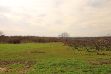 Meyve tarlalarının, yeşil ağaçların ve ağaçların köyünde ilkbahar