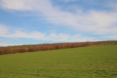 bahar manzarası, yeşil tarla ve mavi gökyüzü