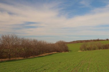 Güzel bahar manzarası. Ağaçları ve mavi gökyüzü olan yeşil tarla