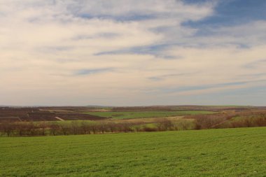 yeşil tarlaları ve ağaçları olan bahar manzarası