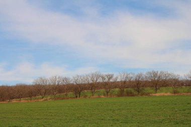 Ormanda yeşil ağaçlar