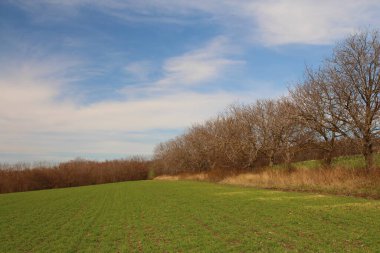 Ağaçlar ve ilkbaharda mavi bir gökyüzü, kırsal alan.