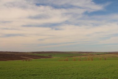 Baharda yeşil tarlaların güzel manzarası.