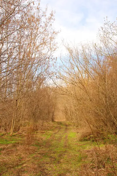 Güzel bir manzara Ağacı ve mavi gökyüzü